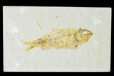 Bargain, Fossil Fish (Knightia) - Wyoming #150372-1